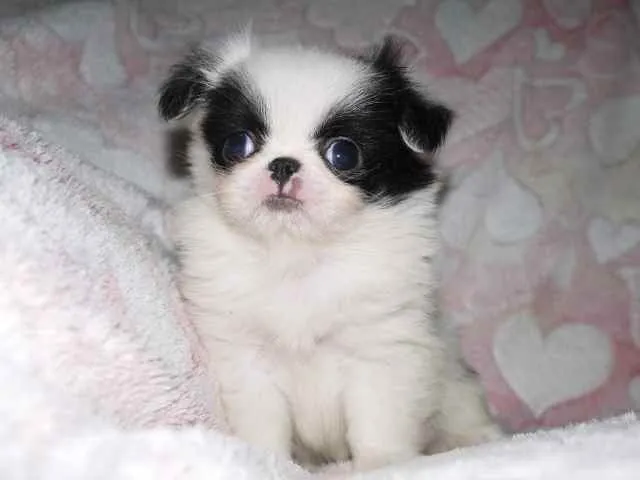 ちゃちゃママ 様のお迎えした子犬