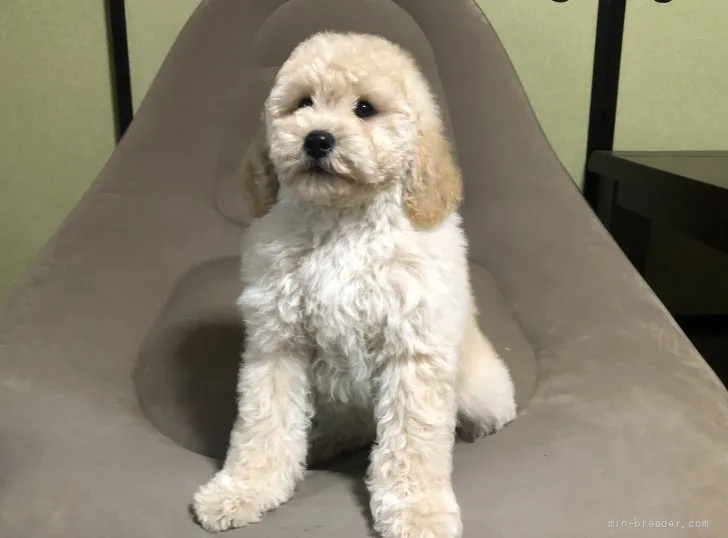 ID:2111-03602の子犬