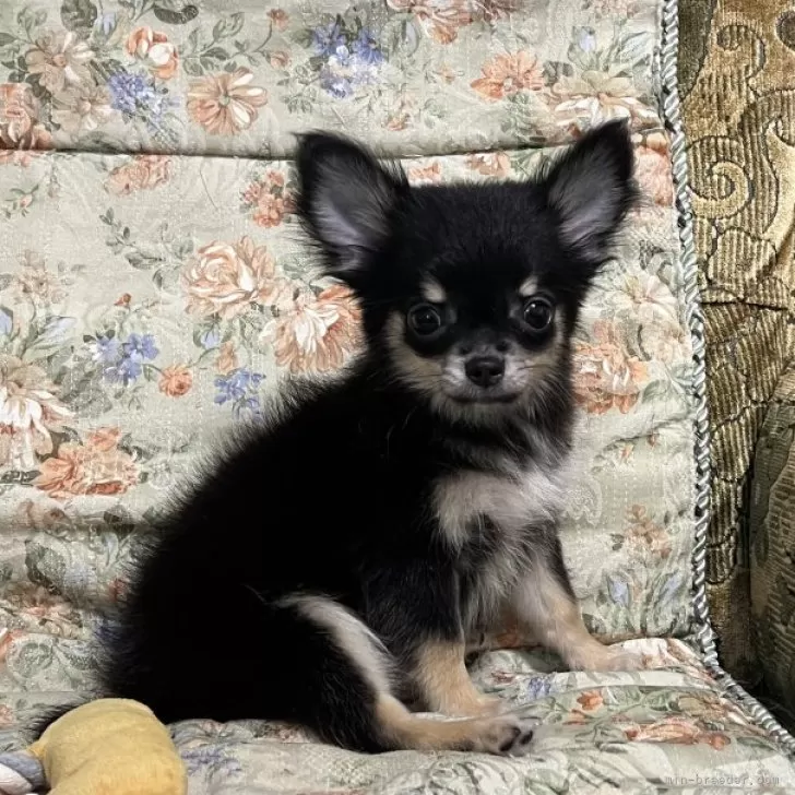 ID：2407-04619の子犬