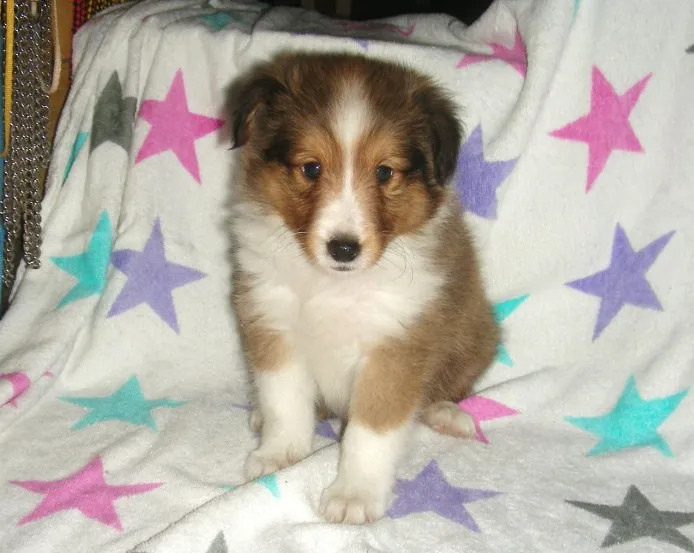 ID：1109-00039の子犬