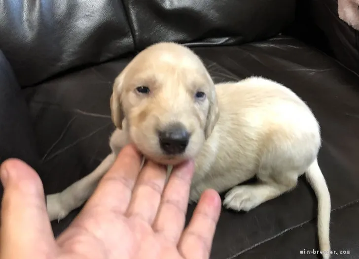 ショパン 様のお迎えした子犬