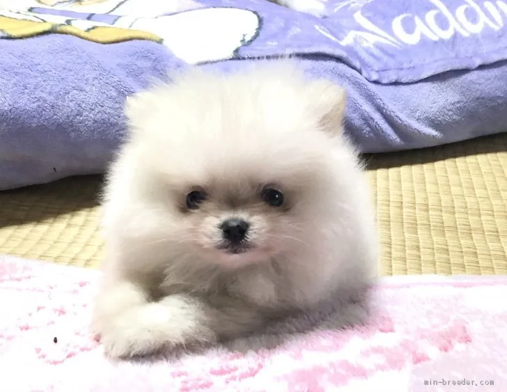 ID：2009-03102の子犬