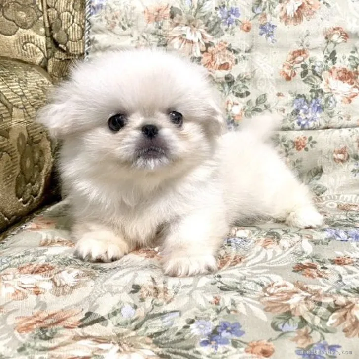 M.K 様のお迎えした子犬