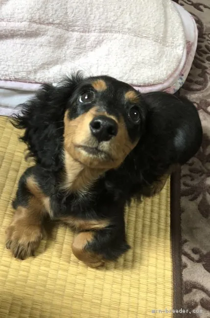 ID：1806-01733の子犬