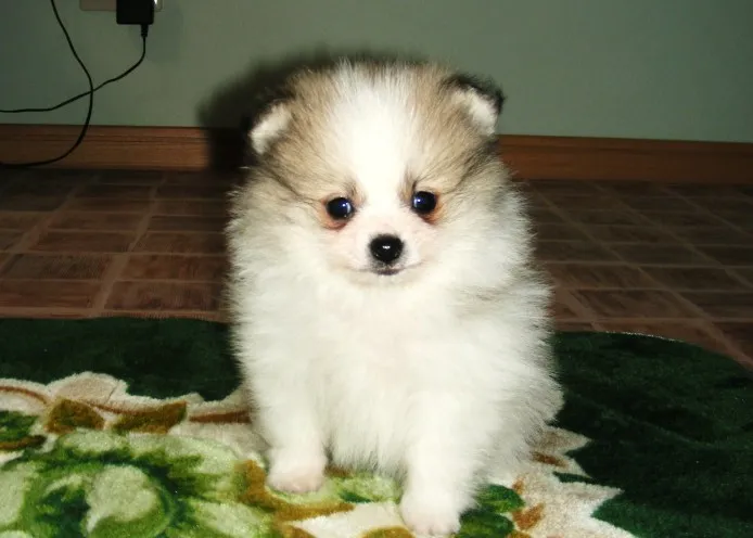 ID：1111-00114の子犬