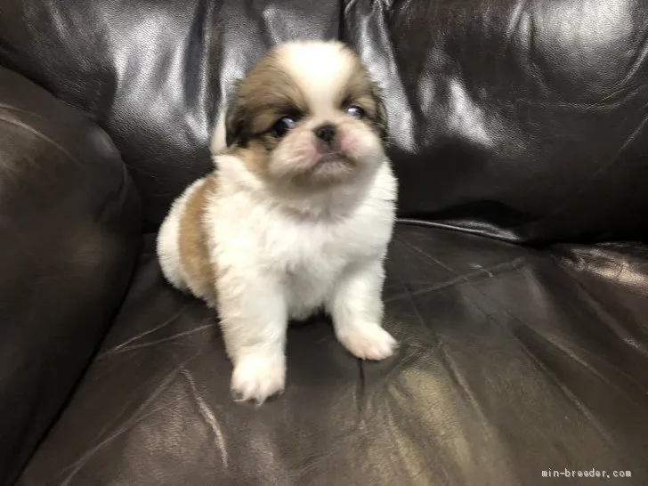 ID：2104-01510の子犬