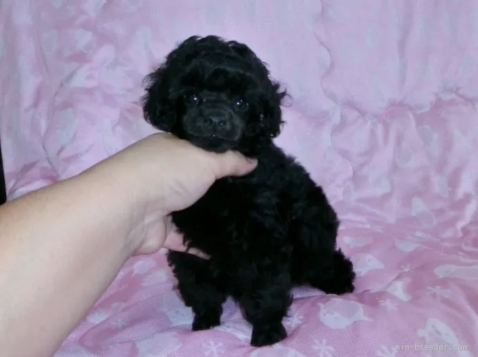 ID:1508-00297の子犬