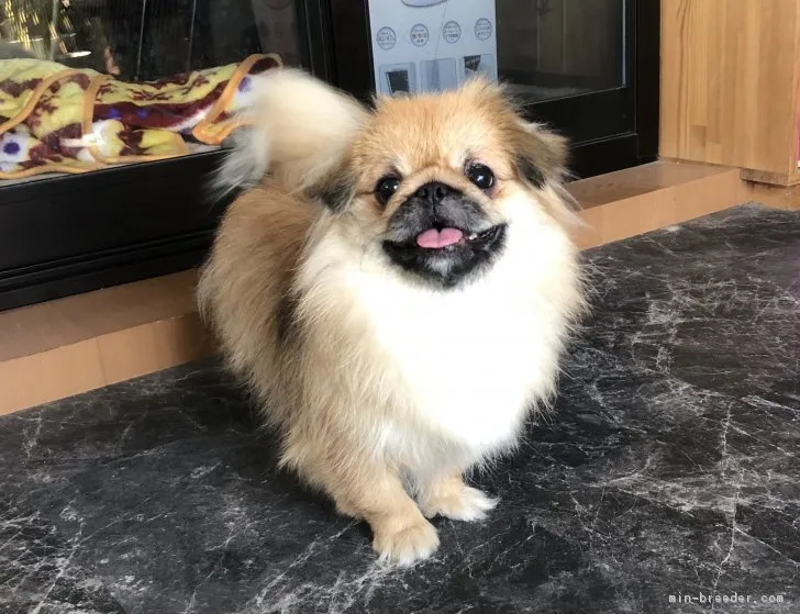 むぎ 様のお迎えした子犬