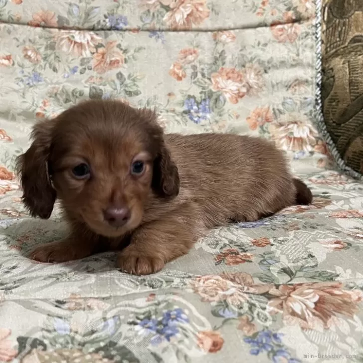 ひろぴーちゃん 様のお迎えした子犬