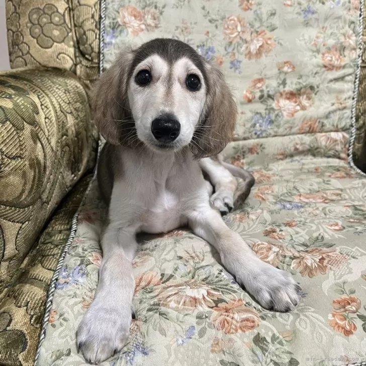 ID：2408-08598の子犬