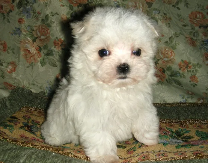 ID:1201-00389の子犬