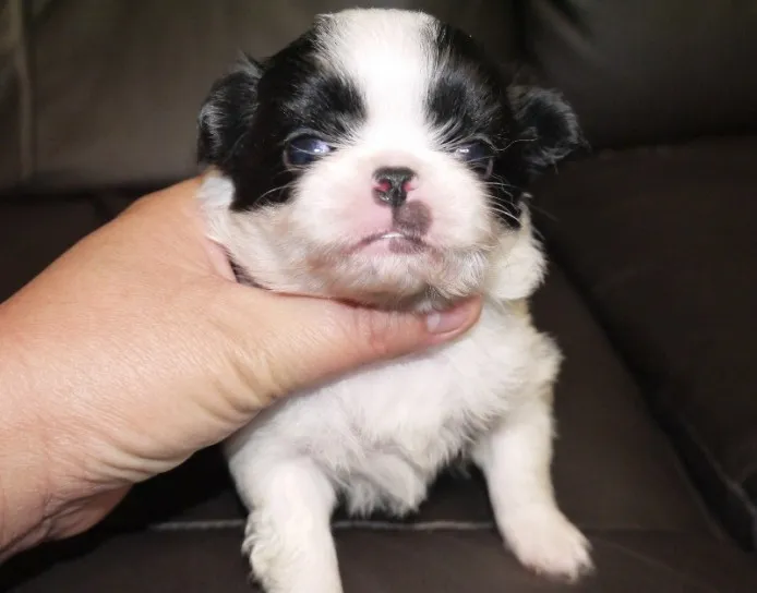 battenhakata 様のお迎えした子犬