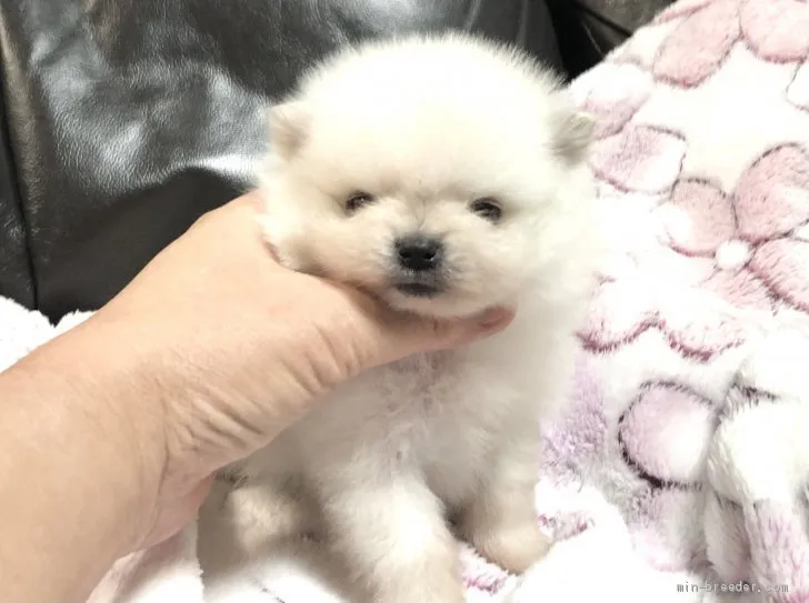 ポメラニアン【青森県・男の子・2021年2月7日・ホワイト】の写真1