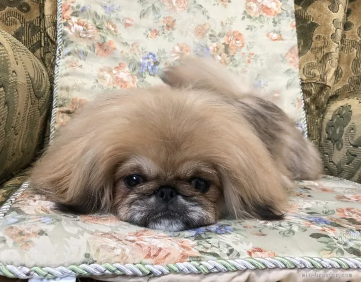 ID：1811-01734の子犬