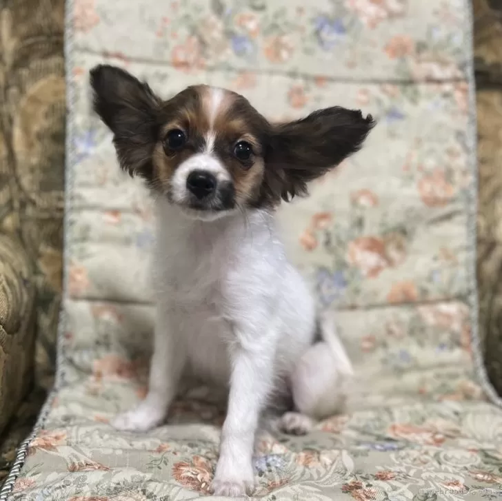 ID:2404-03945の子犬