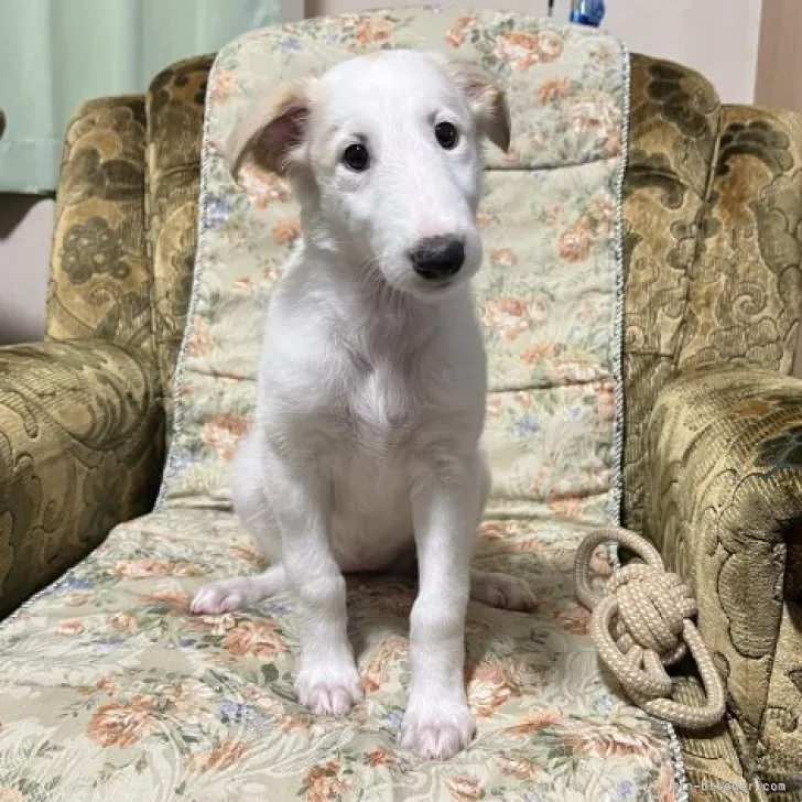 ID：2306-03381の子犬