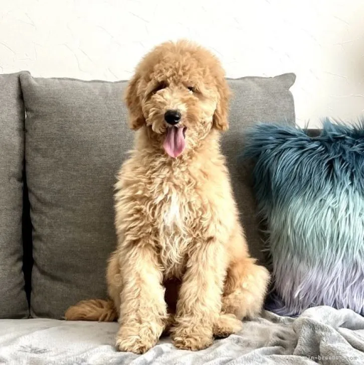 ID:2302-03638の子犬