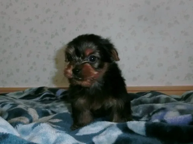 ともよ 様のお迎えした子犬