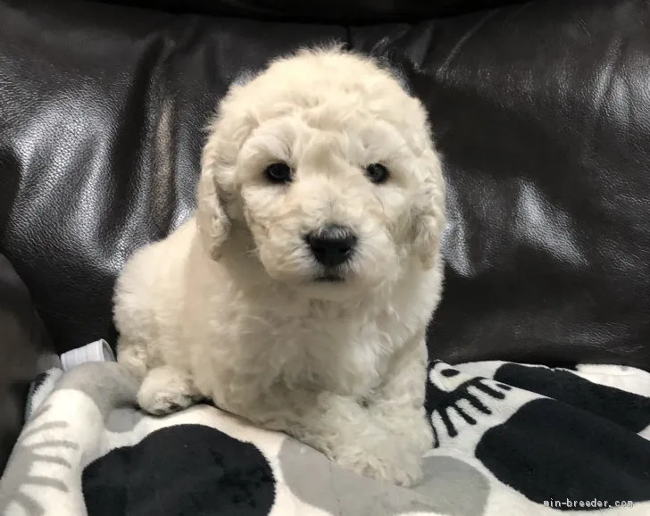 ID：2102-00843の子犬