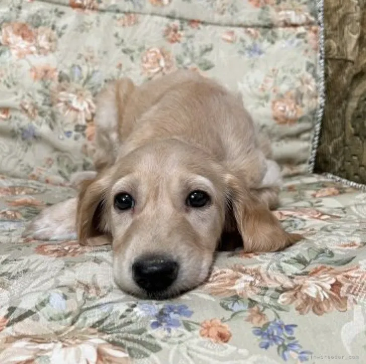 きなこ 様のお迎えした子犬