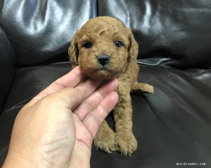 ID：2106-02313の子犬