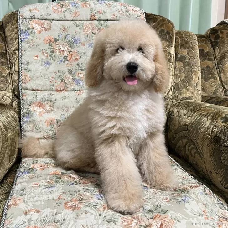 ID:2402-00113の子犬