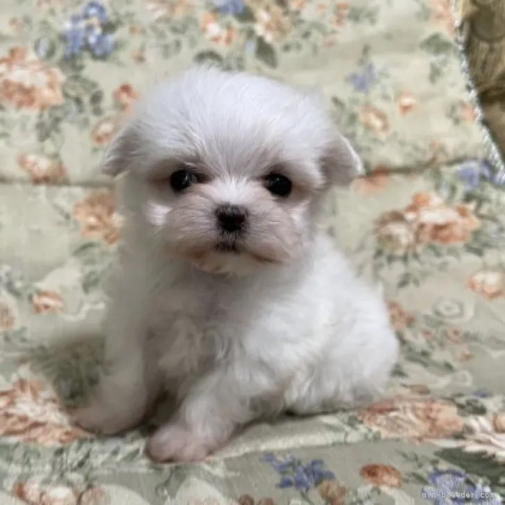 ID：2307-05470の子犬