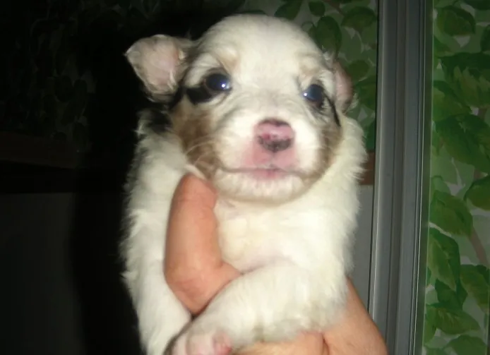 U・I 様のお迎えした子犬