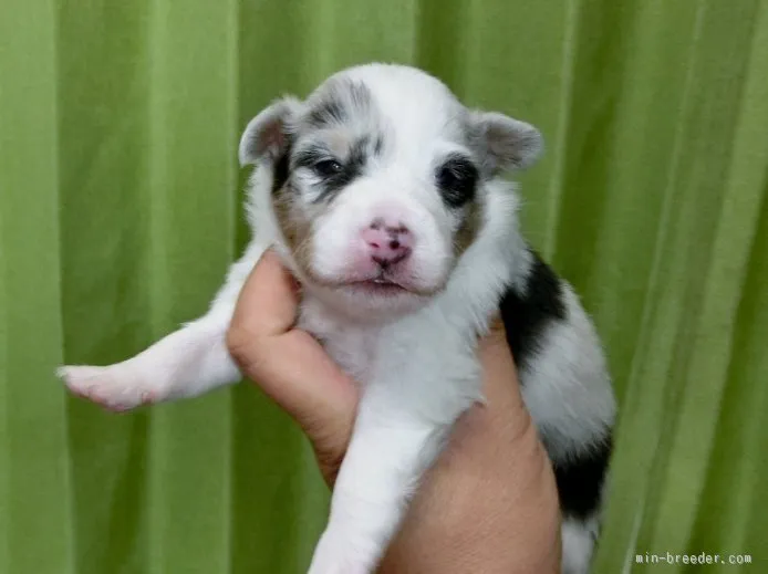 ID：1509-00249の子犬
