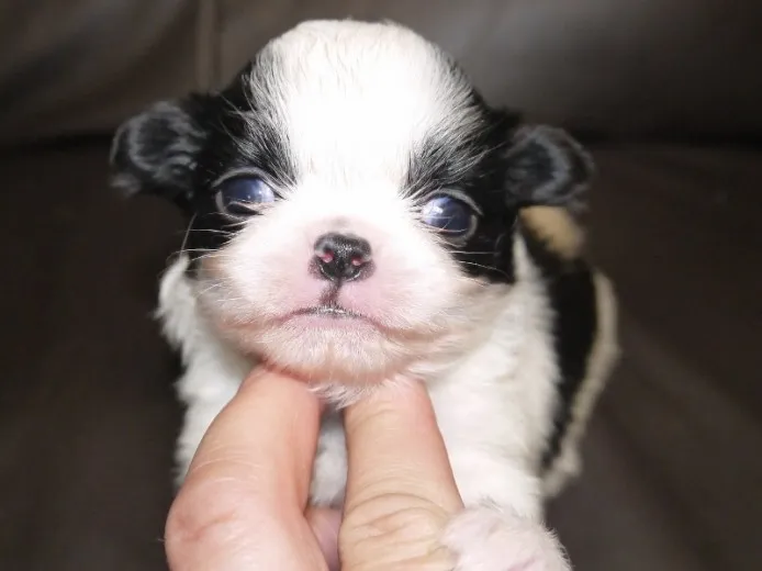 くにゆき 様のお迎えした子犬