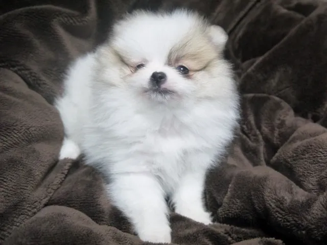 M 様のお迎えした子犬