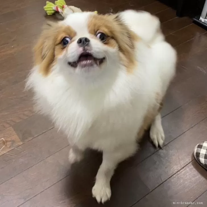 ID:2310-06060の子犬