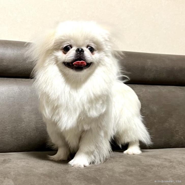 ペキニーズ 青森県 男の子 22年1月2日 ホワイト 白くて可愛い子です みんなのブリーダー 子犬id 22 ペキニーズ 青森県 男の子 22年1月2日 ホワイト 白くて可愛い子です みんなのブリーダー 子犬id 22