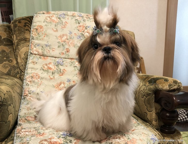 シーズー 青森県 男の子 21年9月22日 レッド ホワイト 可愛いシーズー みんなのブリーダー 子犬id 2111 シーズー 青森県 男の子 21年9月22日 レッド ホワイト 可愛いシーズー みんなのブリーダー 子犬id 2111