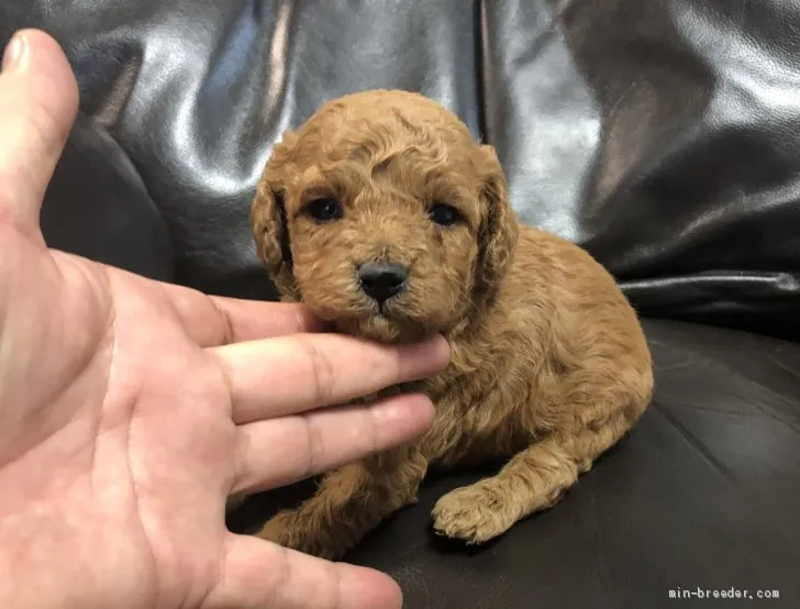 ID:2106-02311の子犬