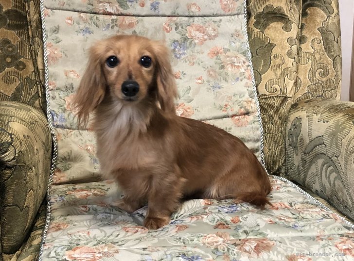 カニンヘンダックスフンド(ロング)【・女の子・2019年5月22日・クリアレッド】