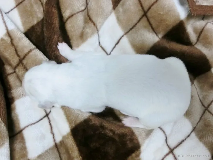 ＹＯＳＨＩ 様のお迎えした子犬
