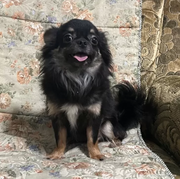 ID：2308-00051の子犬