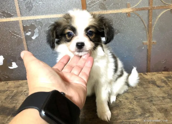 ID：2010-01597の子犬