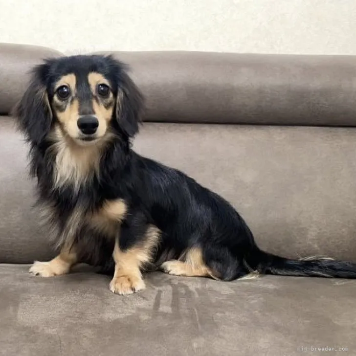 あお 様のお迎えした子犬