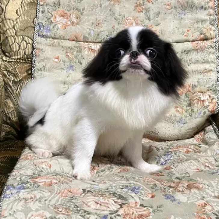 ID：2403-00668の子犬