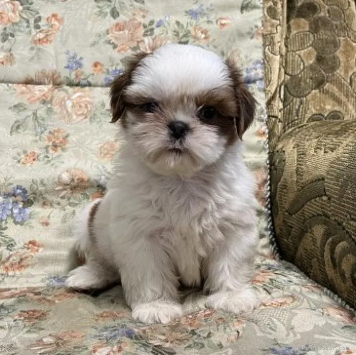 ID：2209-01391の子犬