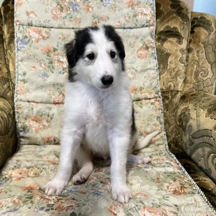 ID:2306-05418の子犬