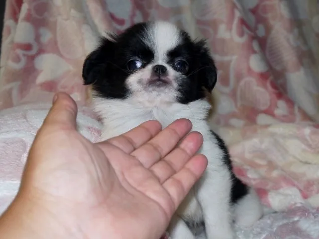 竹千代の母 様のお迎えした子犬