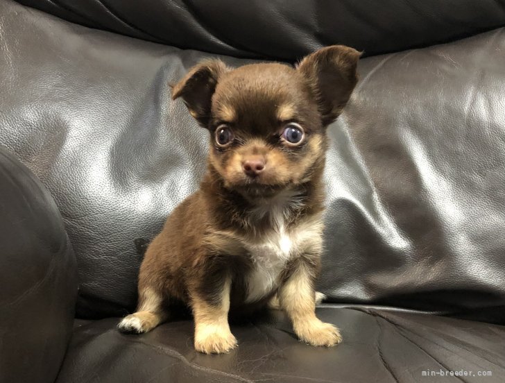 チワワ ロング 青森県 女の子 21年7月9日 ブラウン チョコレート 可愛いしっかりタイプ みんなのブリーダー 子犬id 2108 チワワ ロング 青森県 女の子 21年7月9日 ブラウン チョコレート 可愛いしっかりタイプ みんなのブリーダー 子犬id 2108