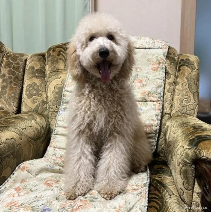 ID:2206-04173の子犬