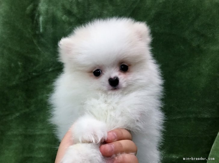 ID:1612-01342の子犬