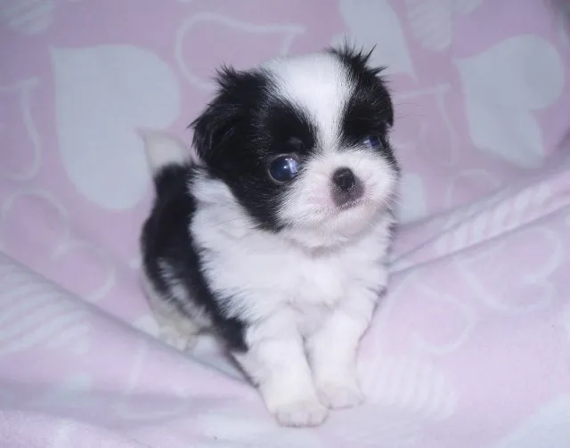 ID:1308-01179の子犬