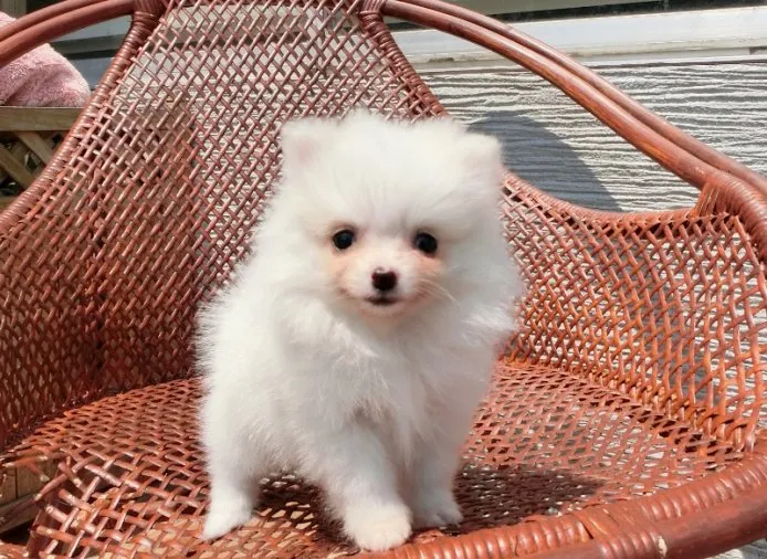 菅野 様のお迎えした子犬