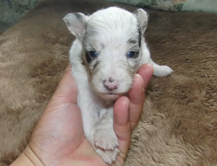 ID:1206-00623の子犬